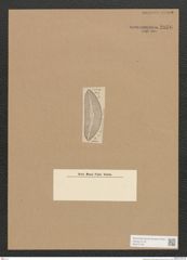 Diatomeae indet. Zeichnungen Sammlung Grunow Nr. 2836 (NHMW-BOT-W0370148)